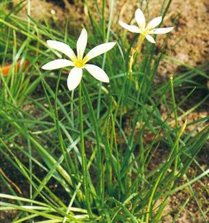 Zefyrblomst - Zephyranthes grandiflora