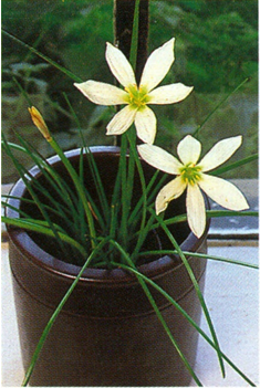 Zefyrblomst - Zephyranthes grandiflora