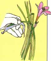 Zefyrblomst - Zephyranthes grandiflora