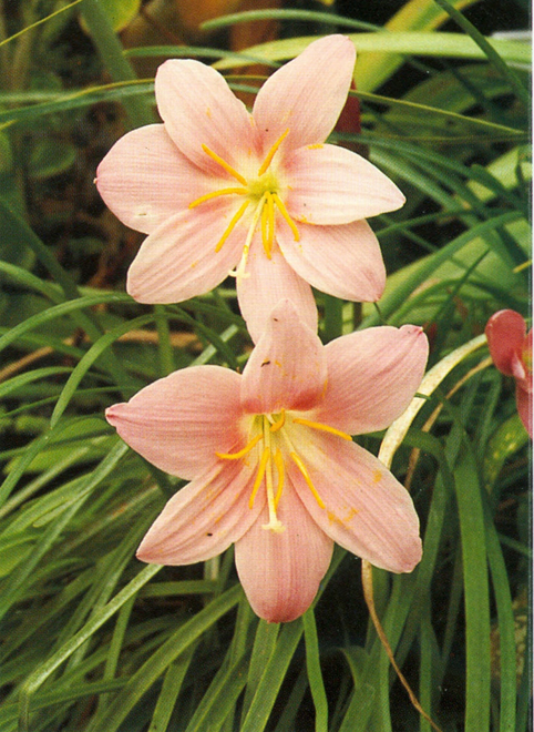 Zefyrblomst - Zephyranthes grandiflora