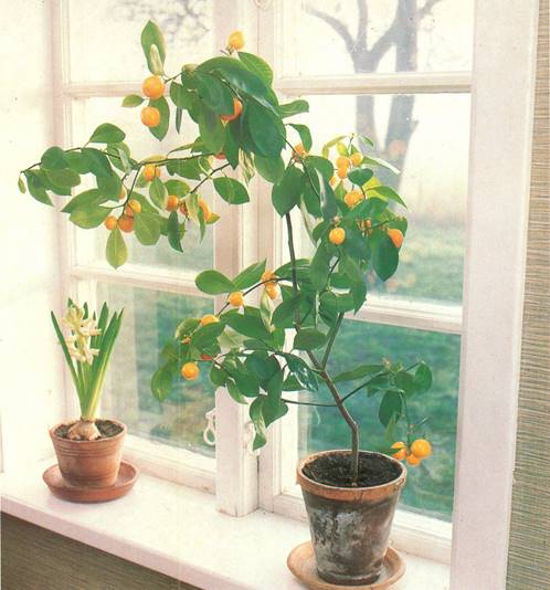 Appelsintræ - Citrus microcarpa