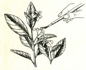 Appelsintræ - Citrus microcarpa