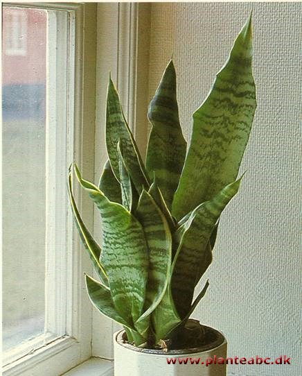 Bajonetplante - Sansevieria trifasciata