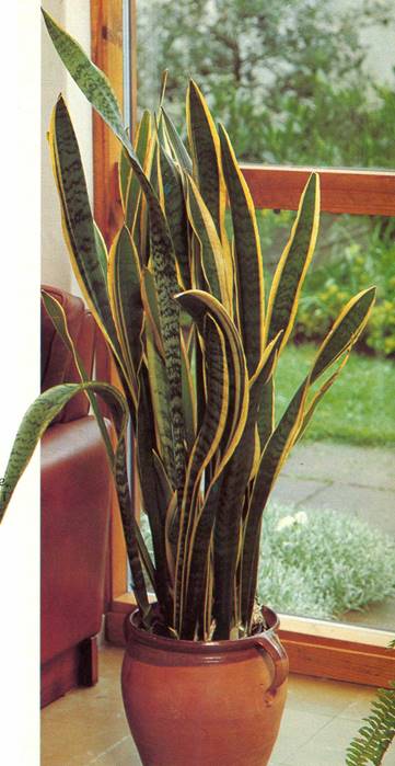 Bajonetplante - Sansevieria trifasciata