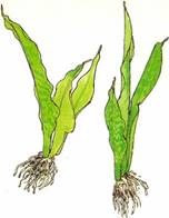Bajonetplante - Sansevieria trifasciata