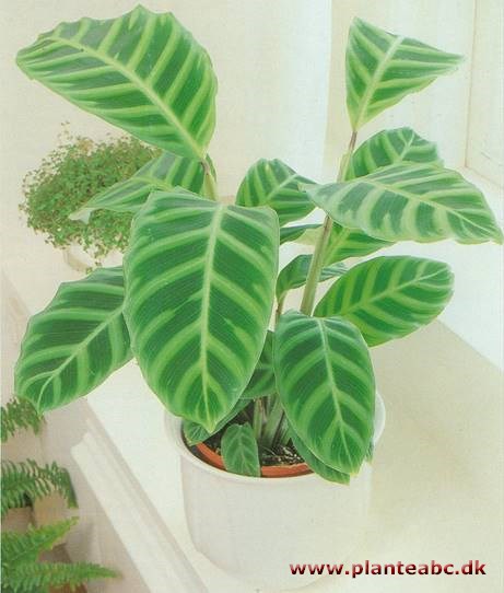 Calathea - Calathea