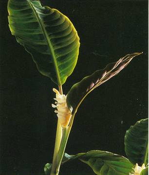 Calathea - Calathea