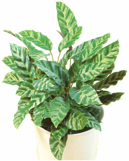 Calathea - Calathea