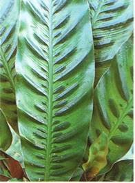 Calathea - Calathea