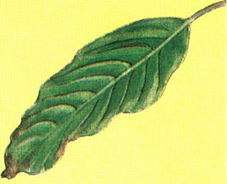 Calathea - Inkakrone - Calathea crocata