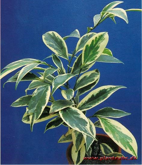 Cleyera - Cleyera japonica v variegatum