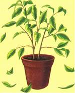 Cleyera - Cleyera japonica v variegatum
