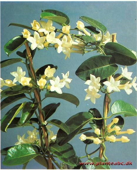 Duftranke - Stephanotis floribunda