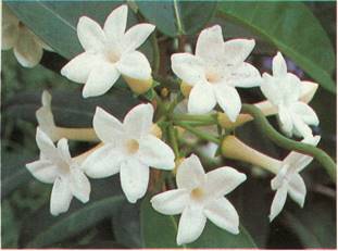 Duftranke - Stephanotis floribunda