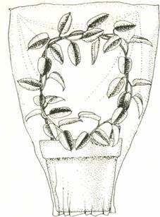 Duftranke - Stephanotis floribunda