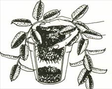Duftranke - Stephanotis floribunda