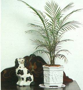 Dværgkokospalme - Microcoelum weddelianum