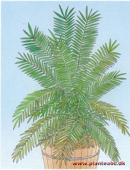 Elfenbenspalme - Phytelepas macrocarpa
