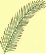 Elfenbenspalme - Phytelepas macrocarpa