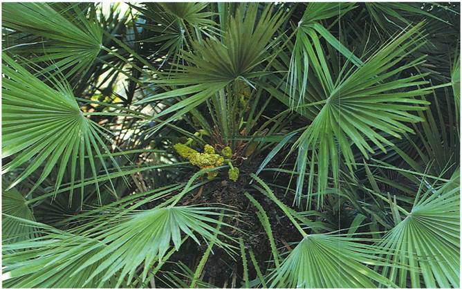 Europæisk Dværgpalme - Chamaerops humilis