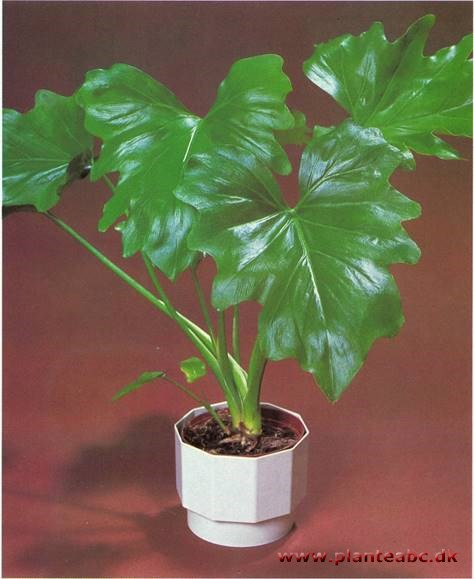 Filodendron (oprette) Philodendron