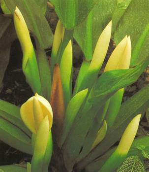 Filodendron (oprette) Philodendron