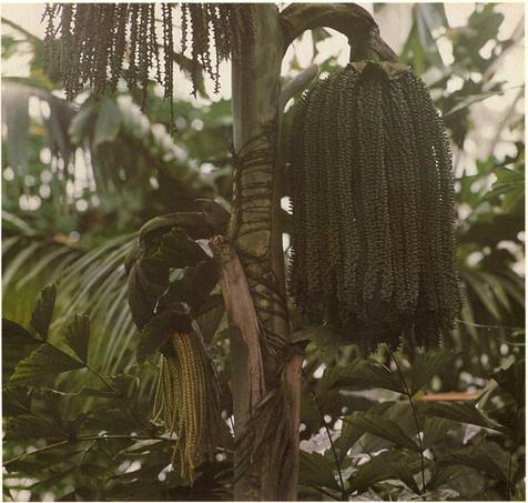 - Caryota