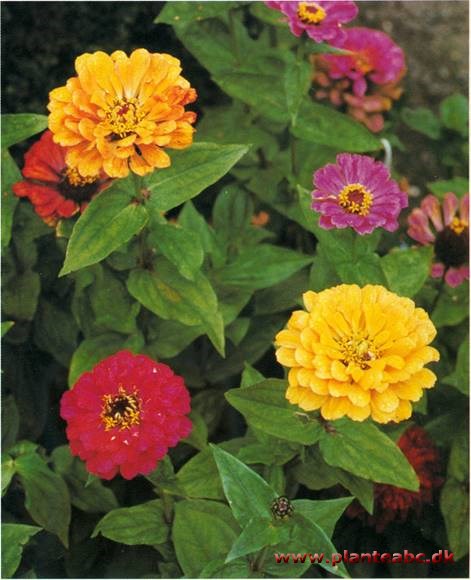 Frøkenhat - Zinnia elegans