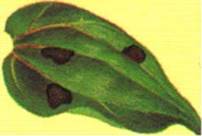 Frøkenhat - Zinnia elegans