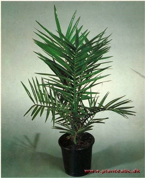 Fønikspalme - Phoenix canariensis