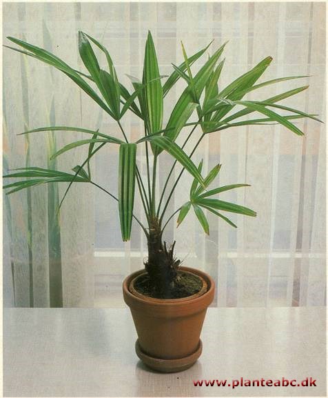 Hamppalme - Trachycarpus fortunei