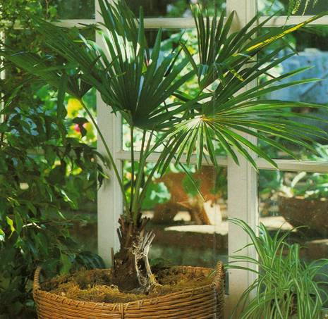 Hamppalme - Trachycarpus fortunei