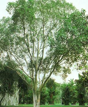 Helligt Figentræ - Ficus religiosa