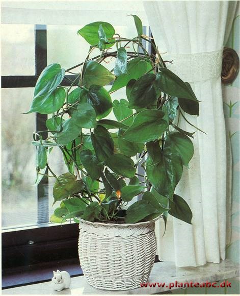 Hjertefilodendron - Philodendron seandens