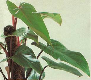 Hjertefilodendron - Philodendron seandens