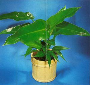 Hjertefilodendron - Philodendron seandens