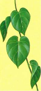 Hjertefilodendron - Philodendron seandens