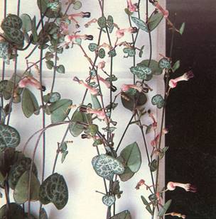 Hjerteranke - Ceropegia woodii