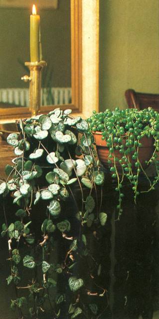 Hjerteranke - Ceropegia woodii