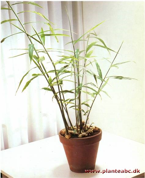 Ingefær - Zingiber officinale