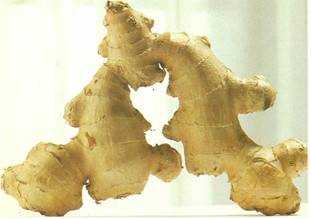 Ingefær - Zingiber officinale