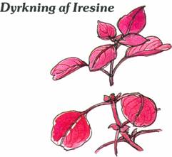 Iresine - Iresine