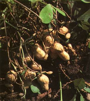 Jordnød - Arachis hypogaea