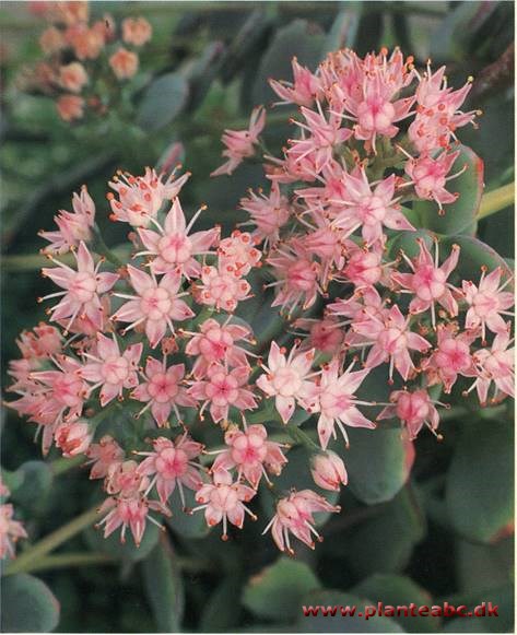 Kinesisk Sankthansurt - Sedum sieboldii