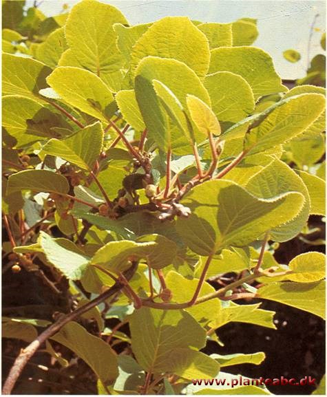 Kiwi - Actinidia chinensis