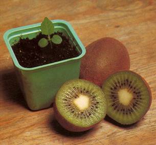 Kiwi Actinidia chinensis