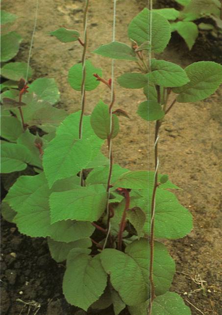 Kiwi Actinidia chinensis