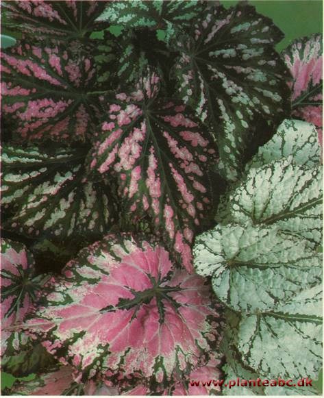 Kongebegonie - Begonia rex hybrider