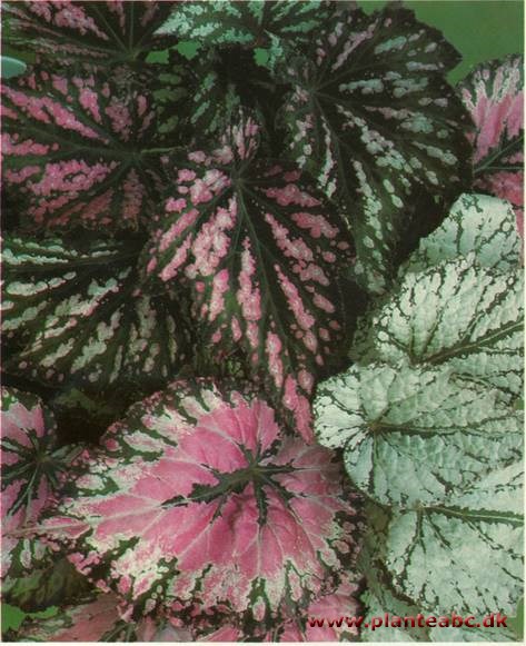 Kongebegonie - Begonia rex hybrider