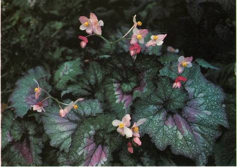 Kongebegonie - Begonia rex hybrider